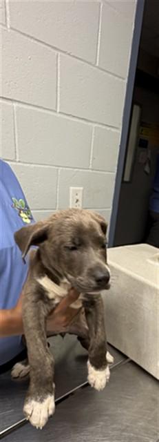ROSE, Adoptable, Puppy Female Pit Bull Terrier & Mixed Breed.