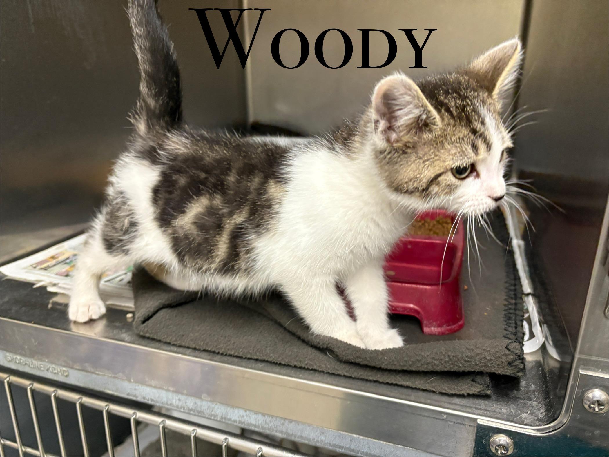 Woody, an adoptable Domestic Short Hair in Craig, CO, 81625 | Photo Image 1