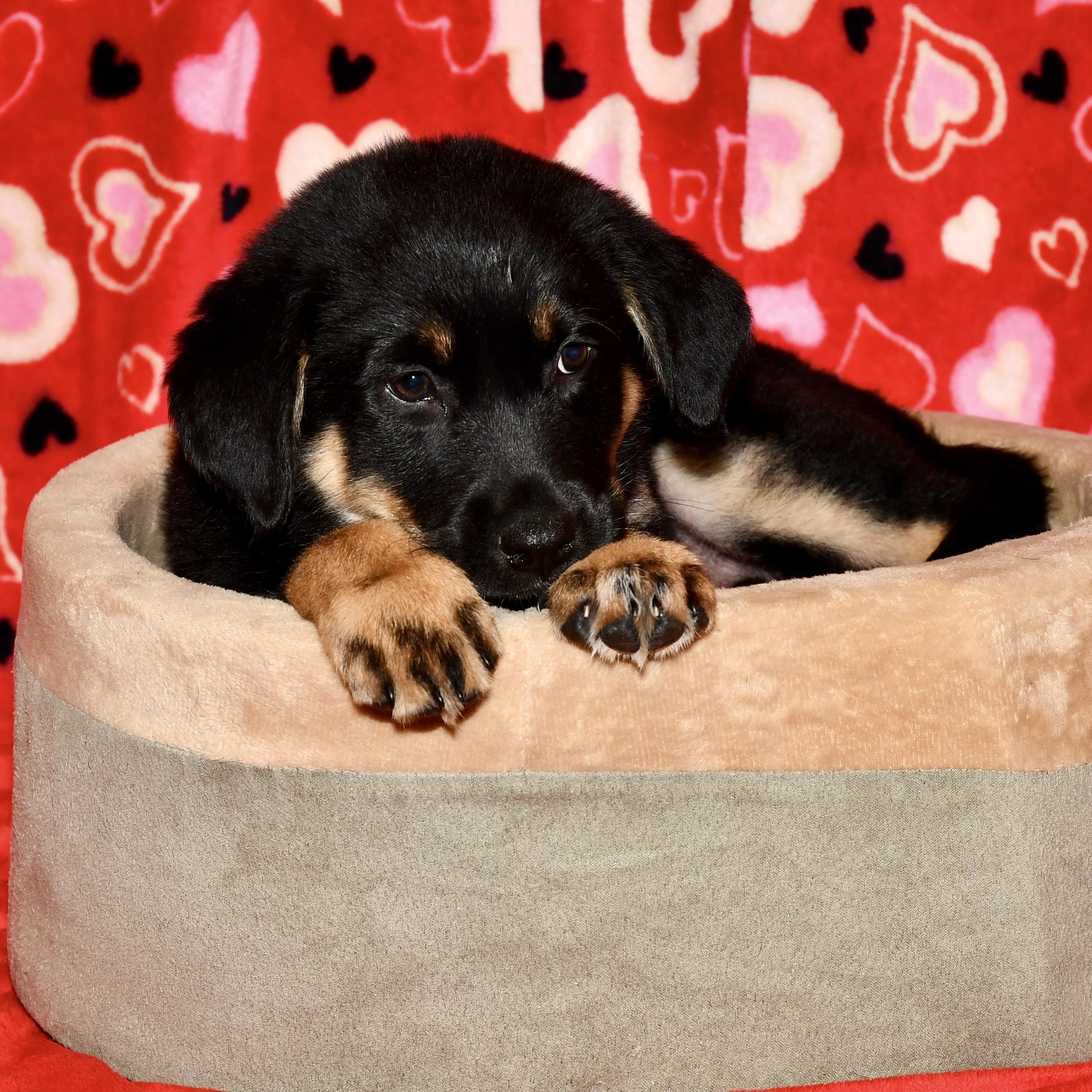 Enlarge Oakley, an adoptable mixed breed in Libertyville, IL image 3/3