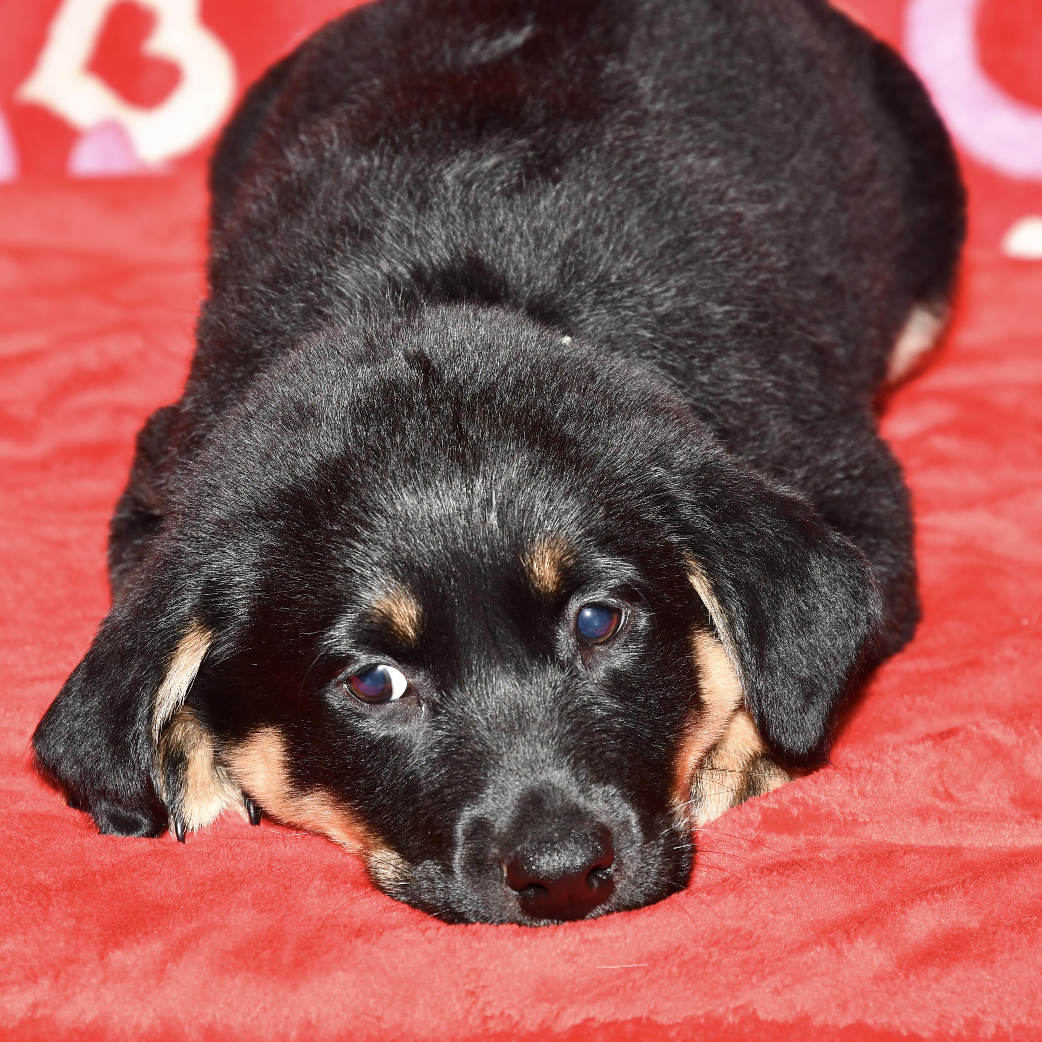 Enlarge Oakley, an adoptable mixed breed in Libertyville, IL image 1/3