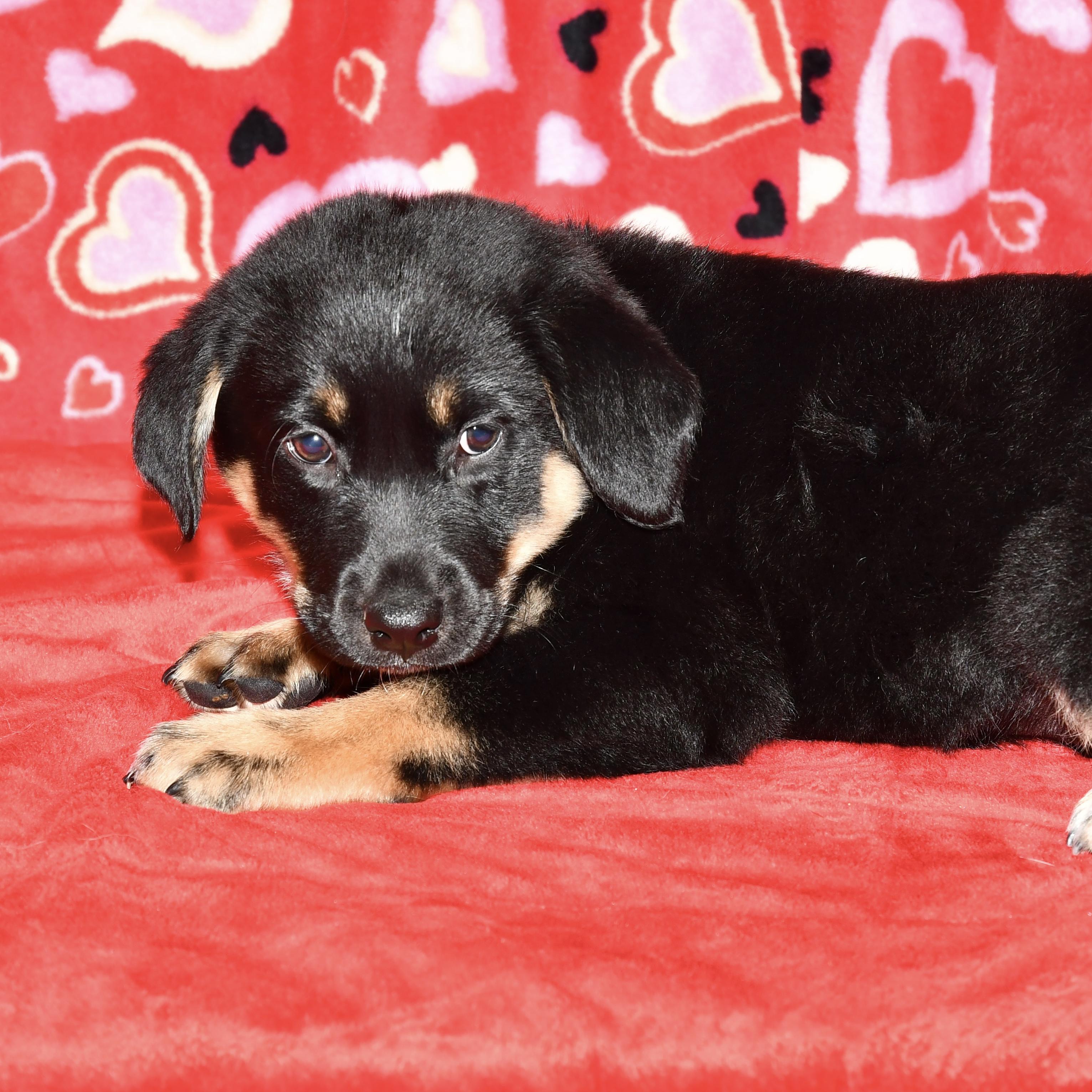 Enlarge Oakley, an adoptable mixed breed in Libertyville, IL image 2/3