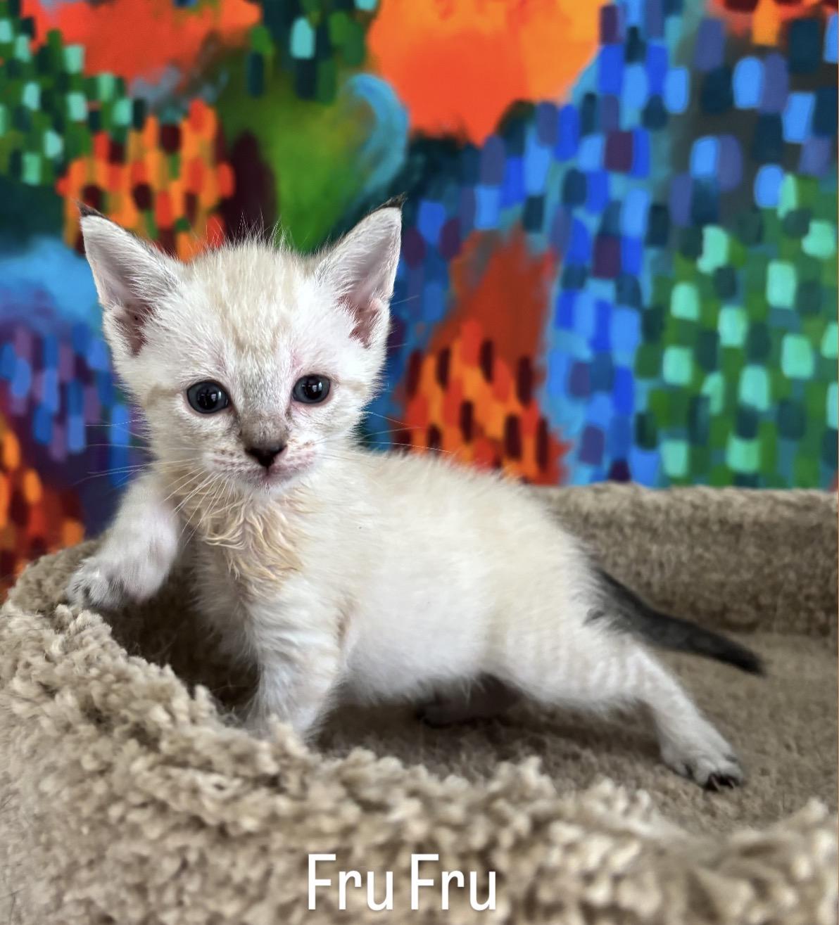 Fru Fru, a ADOPTABLE mixed breed in Asbury Park, NJ image 2/3