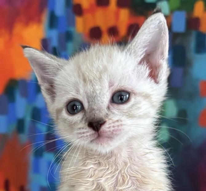 Fru Fru, ADOPTABLE, Kitten Female Domestic Medium Hair.