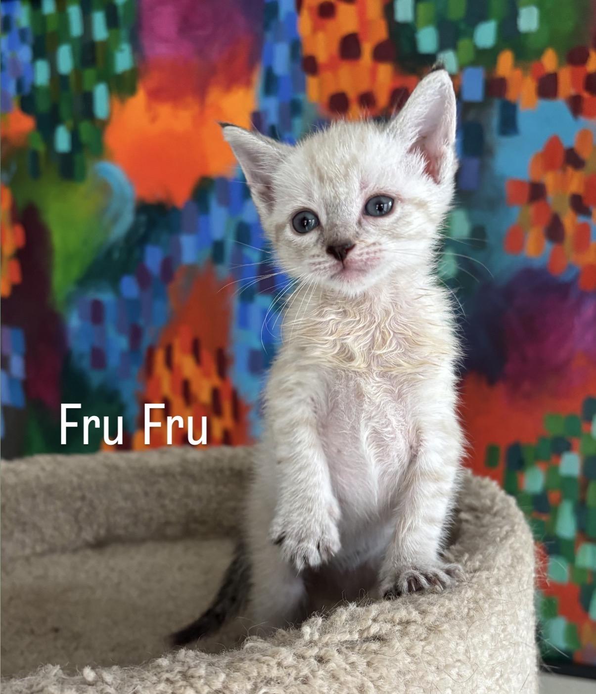 Fru Fru, a ADOPTABLE mixed breed in Asbury Park, NJ image 3/3