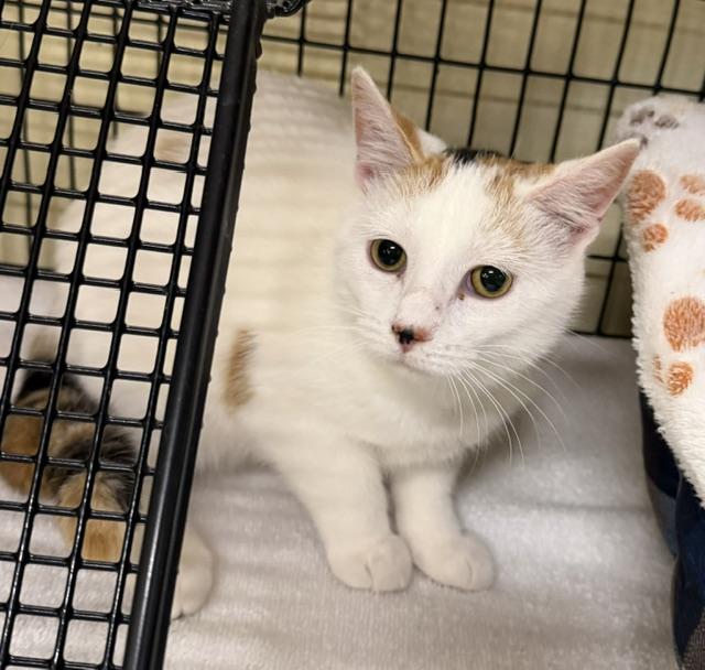 Enlarge Sally, a Adoptable Domestic Short Hair in Mauston, WI image 1/1