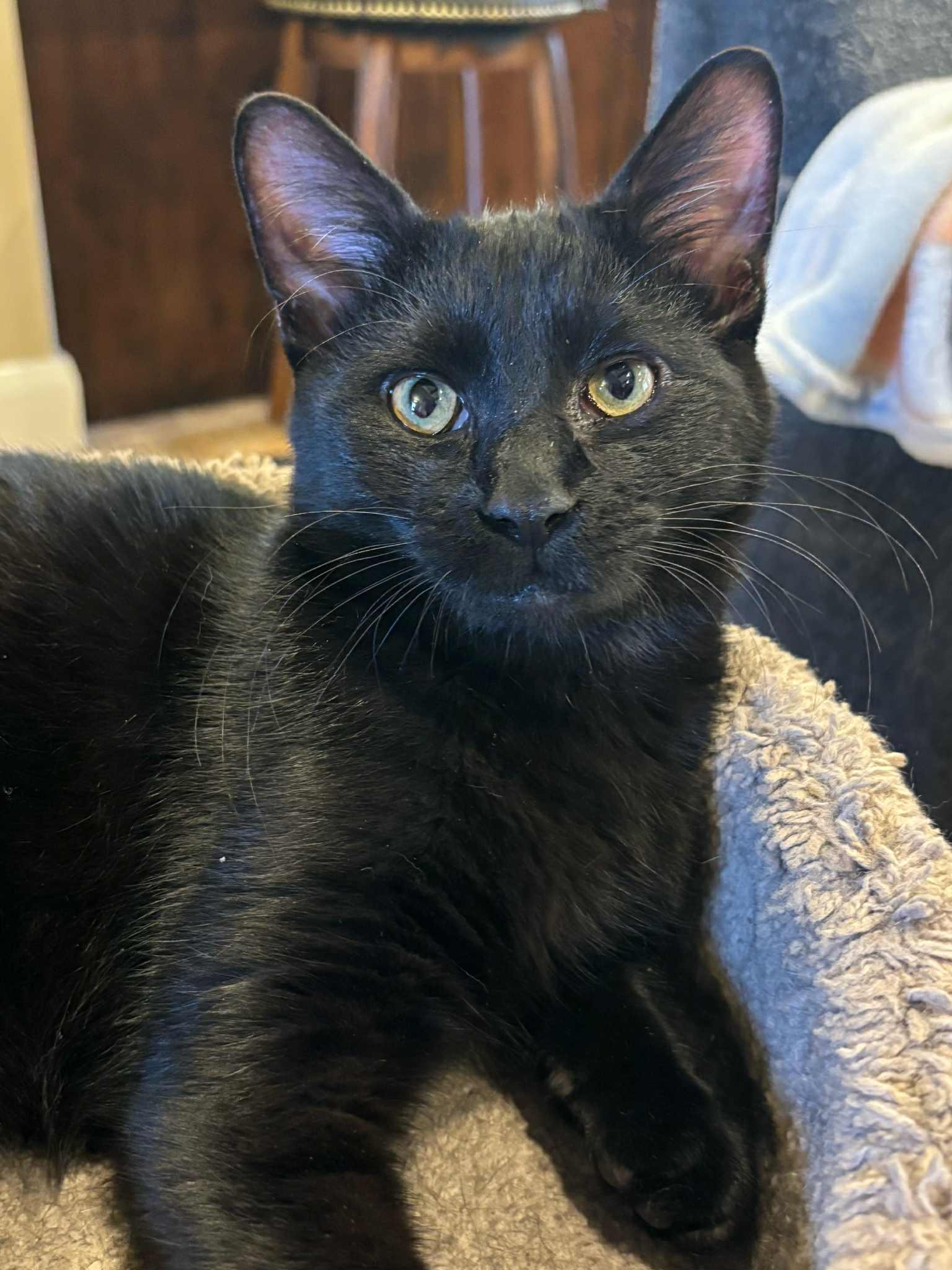 Enlarge Bunny, an adopted Domestic Short Hair in St. George, UT image 2/4