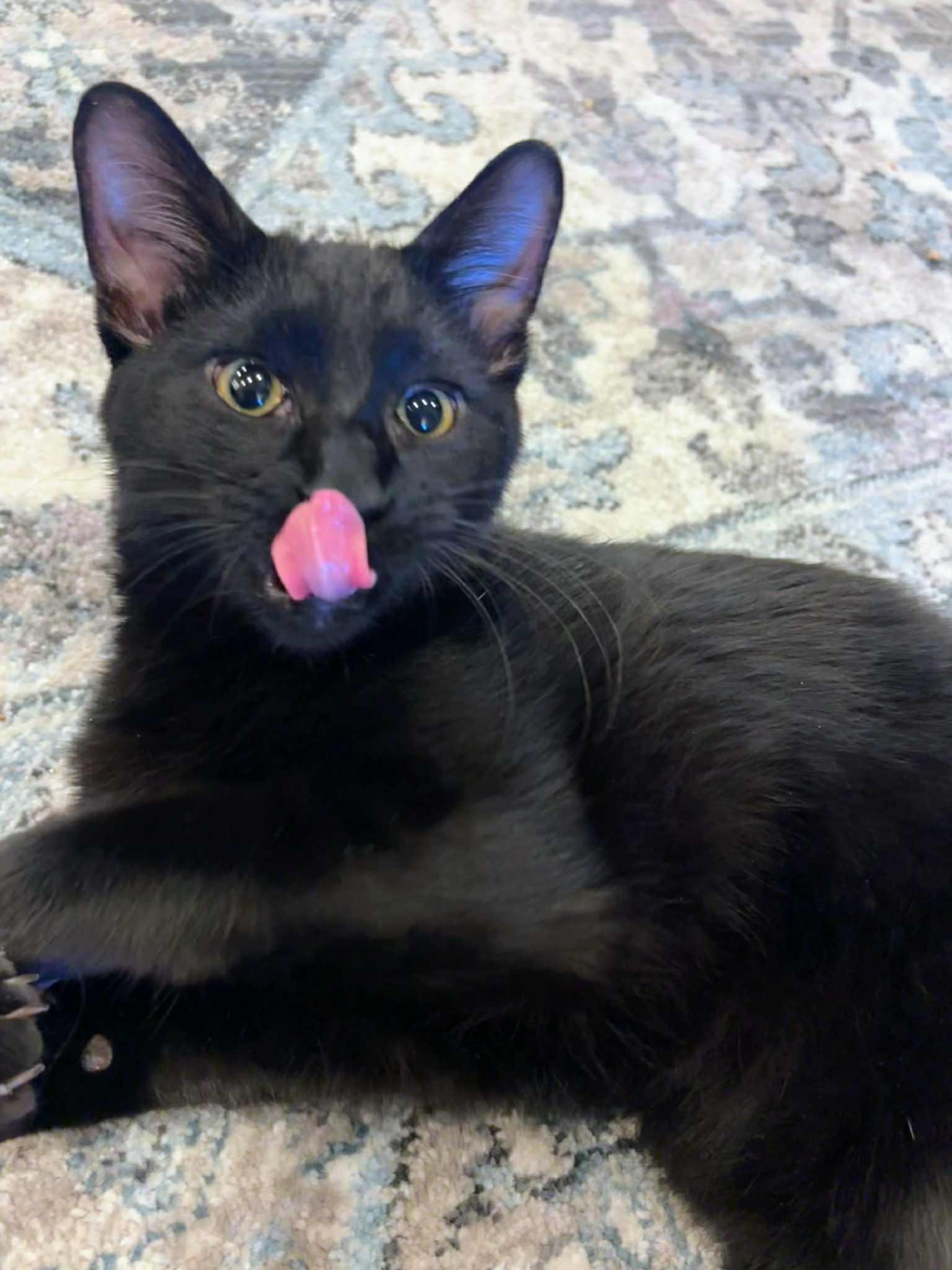 Enlarge Bunny, an adopted Domestic Short Hair in St. George, UT image 4/4