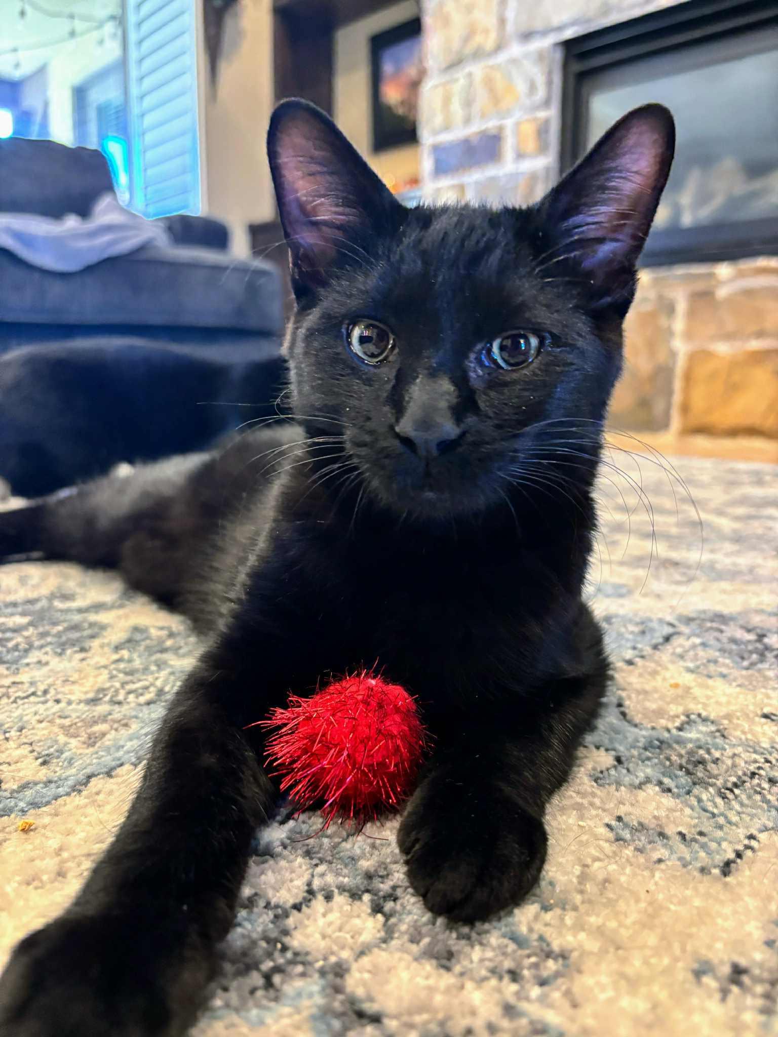 Enlarge Bunny, an adopted Domestic Short Hair in St. George, UT image 1/4