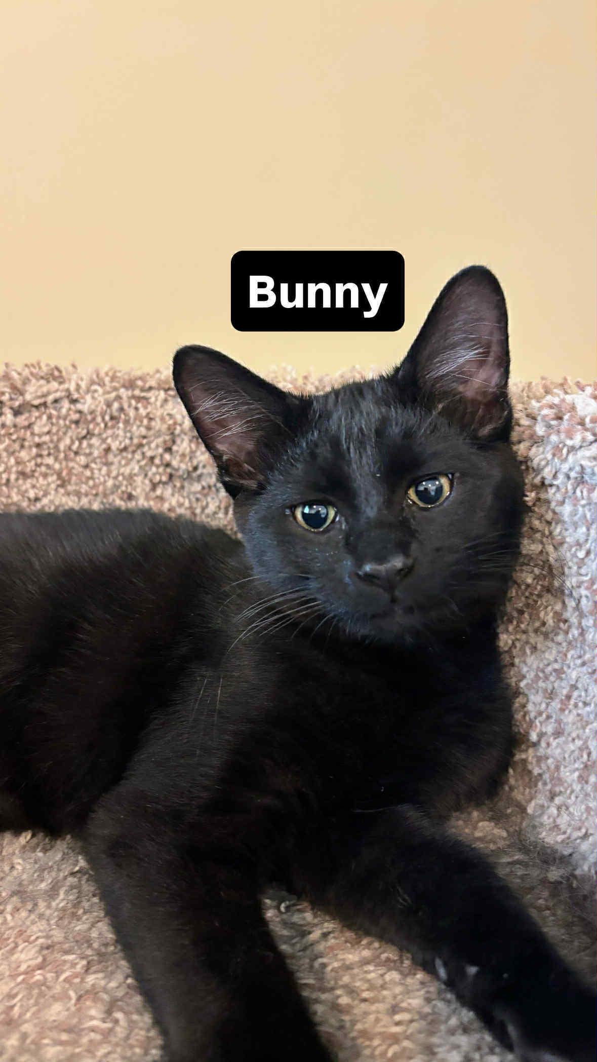Enlarge Bunny, an adopted Domestic Short Hair in St. George, UT image 3/4