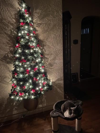 Enlarge Maizy, a Adoptable mixed breed in Chicago, IL image 1/3