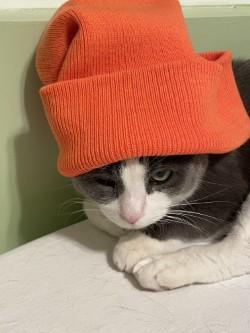 Enlarge Maizy, a Adoptable mixed breed in Chicago, IL image 2/3