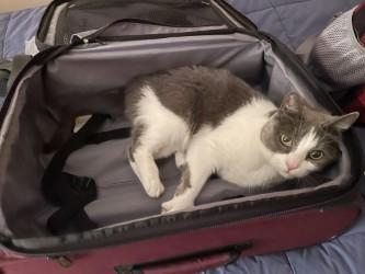 Enlarge Maizy, a Adoptable mixed breed in Chicago, IL image 3/3