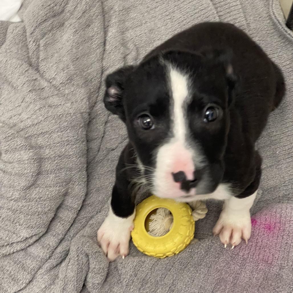 Aragorn, Adoptable, Puppy Male Cattle Dog.