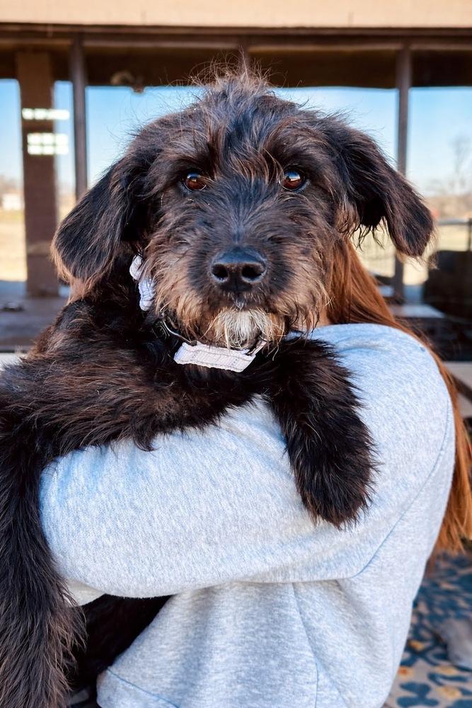 Enlarge Alexis, a Adoptable mixed breed in Frisco, TX image 1/1