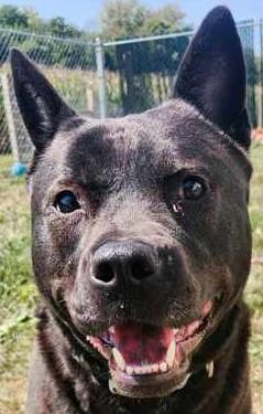 Willow, a Adoptable mixed breed in Avon, IN image 1/2