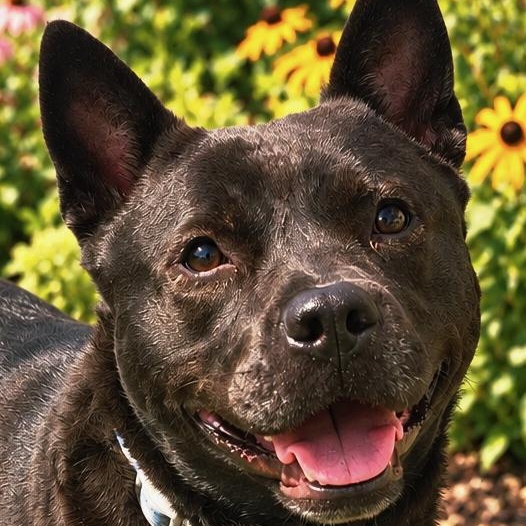 Willow, Adoptable, Adult Female Pit Bull Terrier.