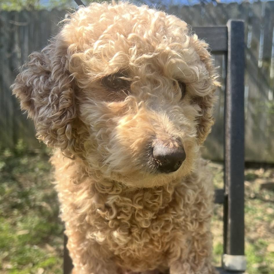 Bexley, Adoptable, Adult Female Bichon Frise & Poodle.