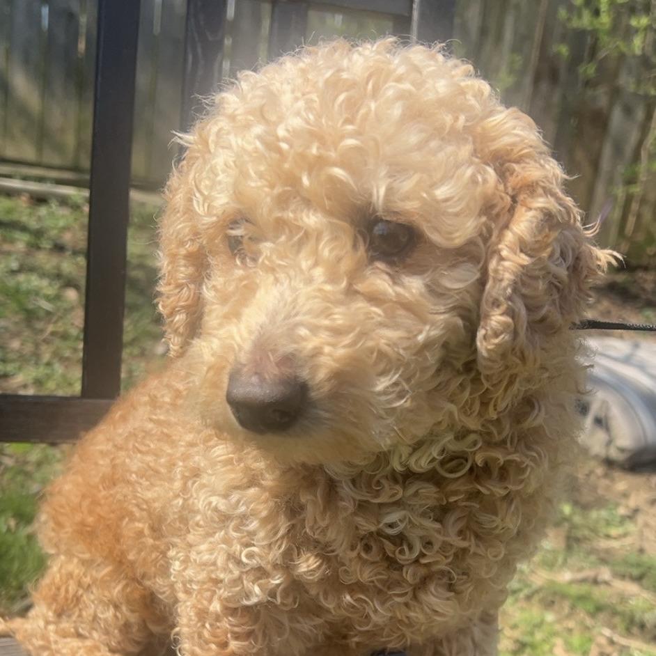 Bexley, a Adoptable mixed breed in Cincinnati, OH image 2/2