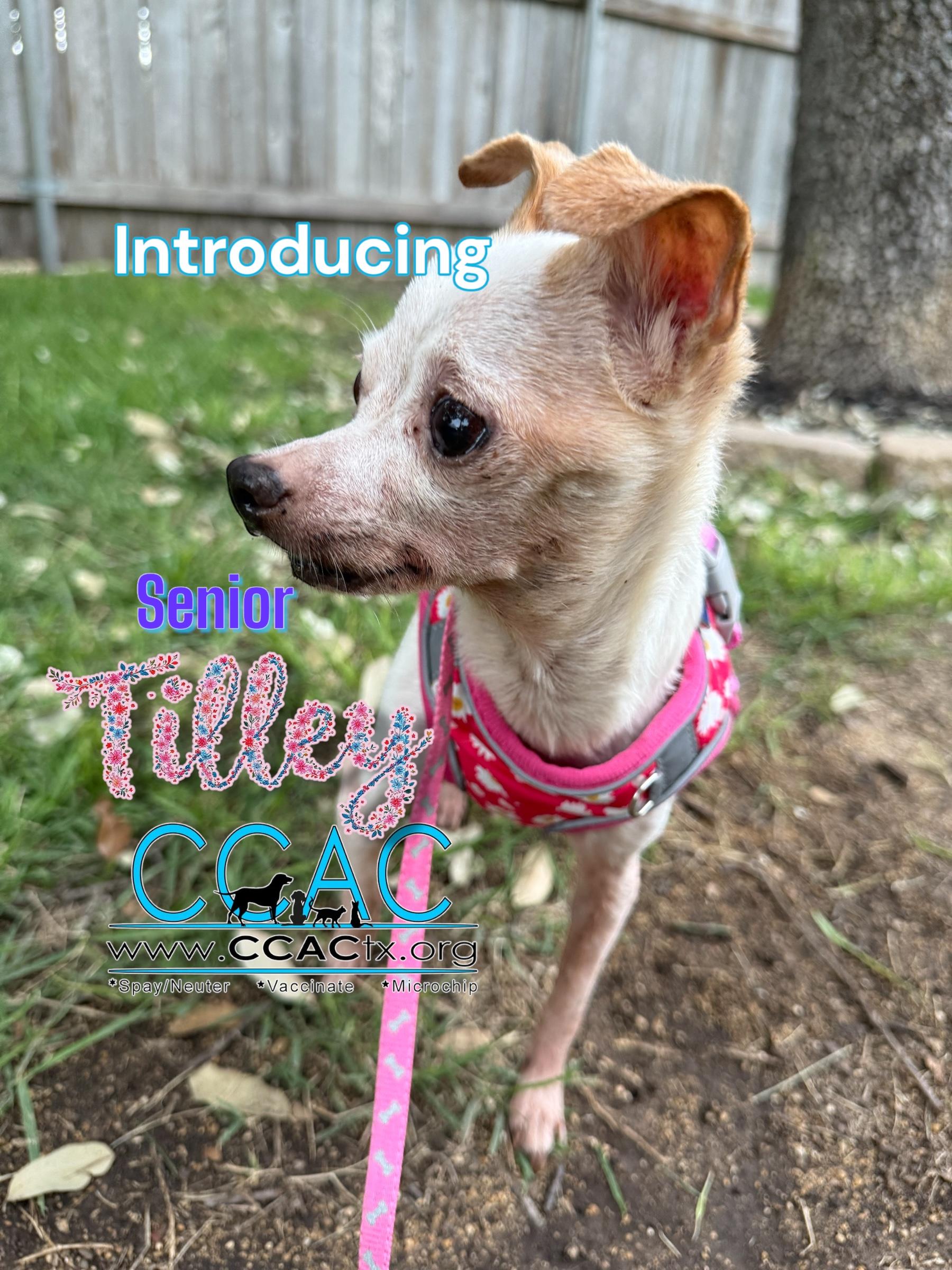 Matilda - Tilly a tiny senior, Senior Female Chihuahua