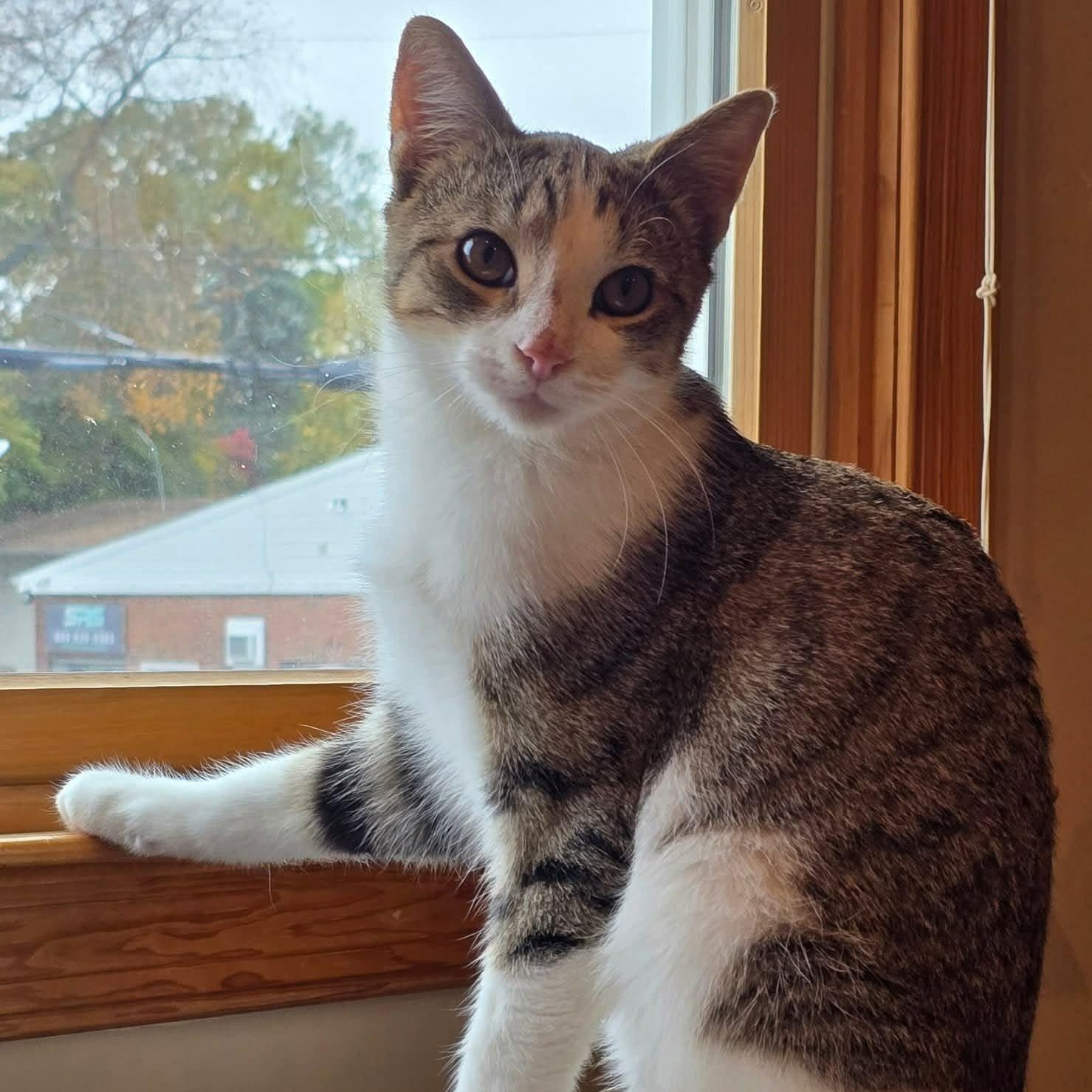 Enlarge Klinger, a ADOPTABLE Domestic Short Hair in Sewell, NJ image 4/4