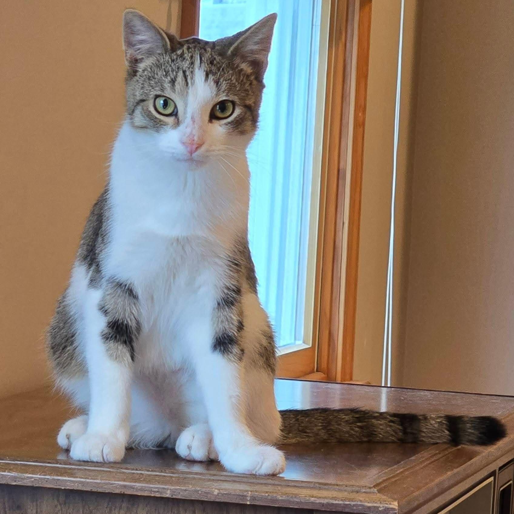 Enlarge Klinger, a ADOPTABLE Domestic Short Hair in Sewell, NJ image 2/4