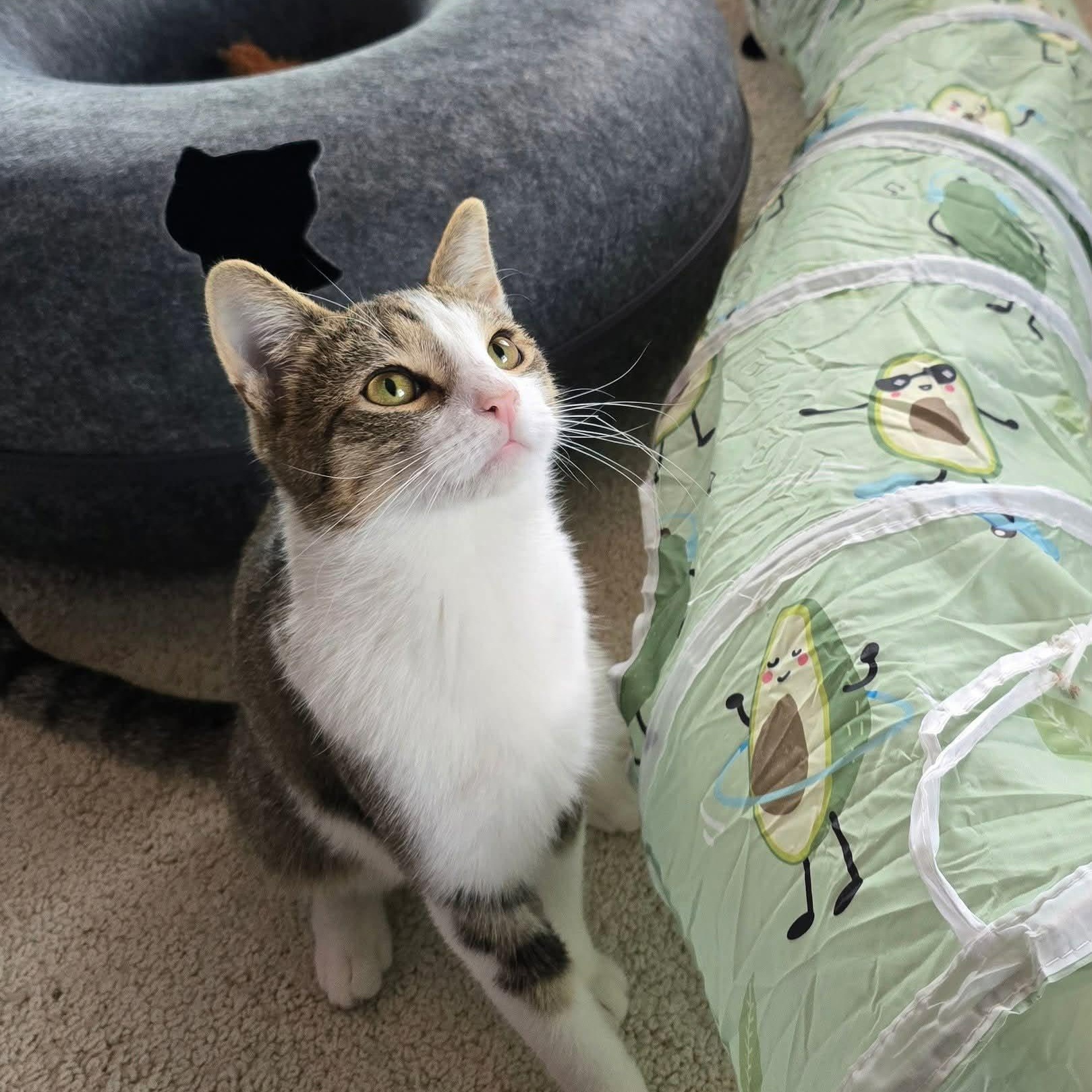 Enlarge Klinger, a ADOPTABLE Domestic Short Hair in Sewell, NJ image 3/4