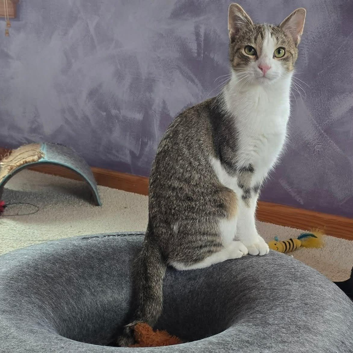 Enlarge Klinger, a ADOPTABLE Domestic Short Hair in Sewell, NJ image 1/4