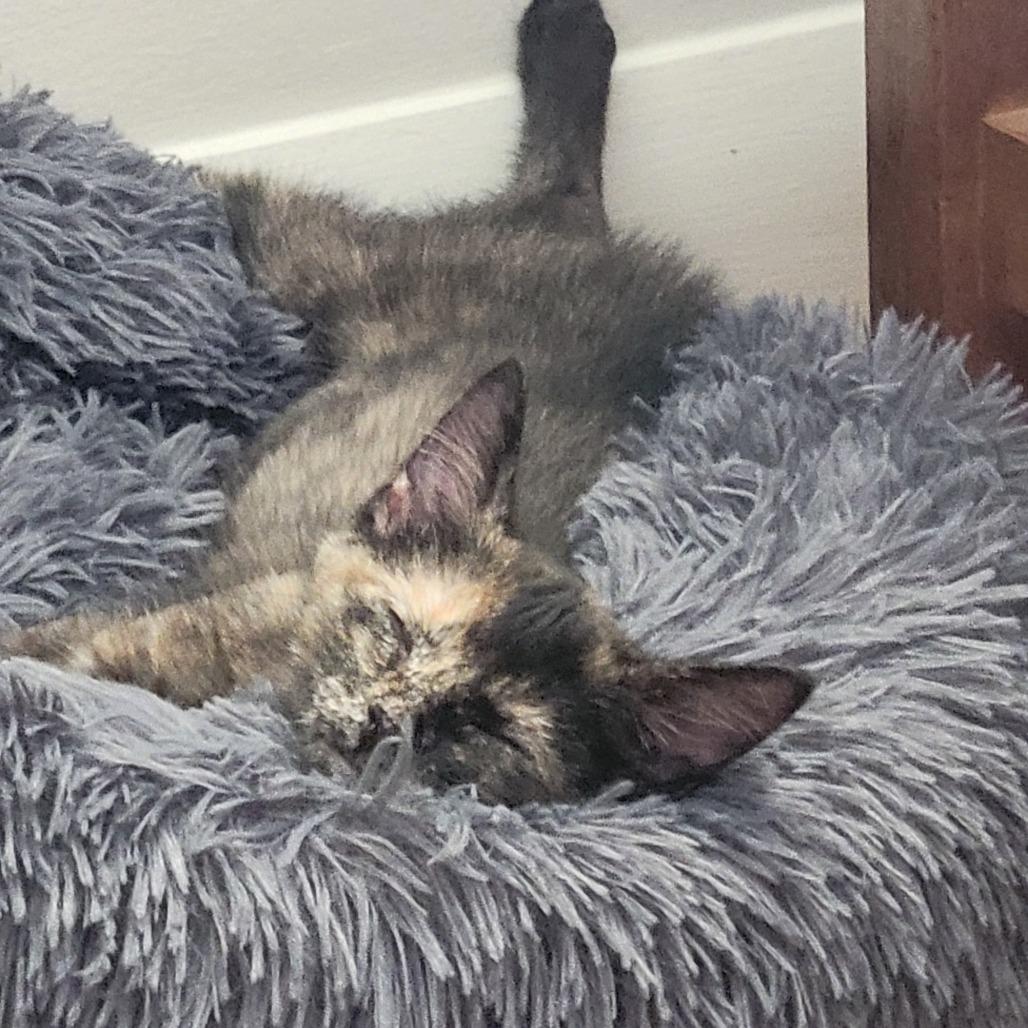 Enlarge Moss, a Adoptable Domestic Short Hair in Winston Salem, NC image 1/3