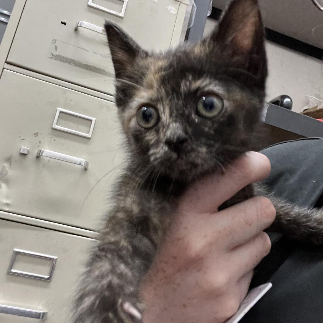 Enlarge Moss, a Adoptable Domestic Short Hair in Winston Salem, NC image 2/3