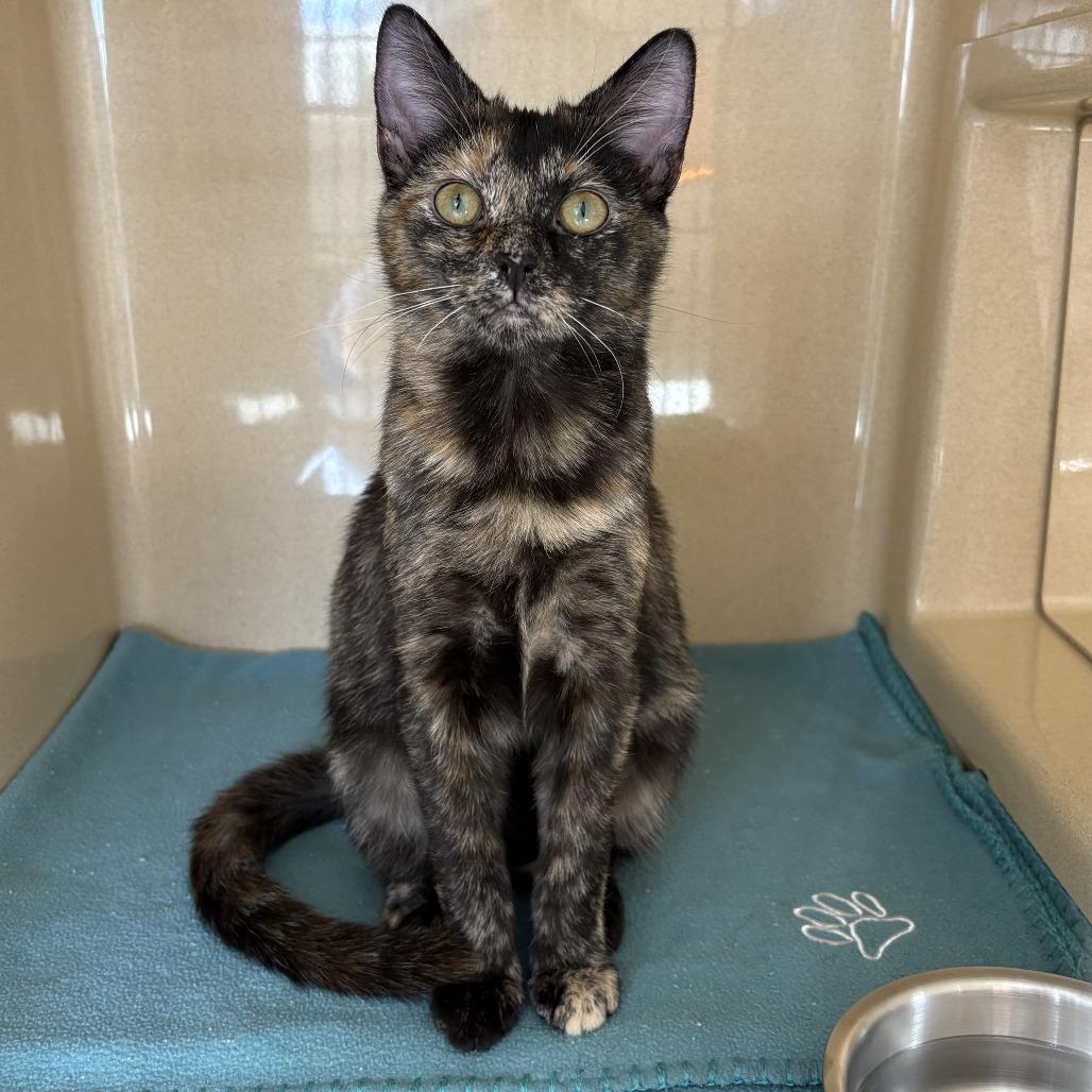 Enlarge Moss, a Adoptable Domestic Short Hair in Winston Salem, NC image 3/3