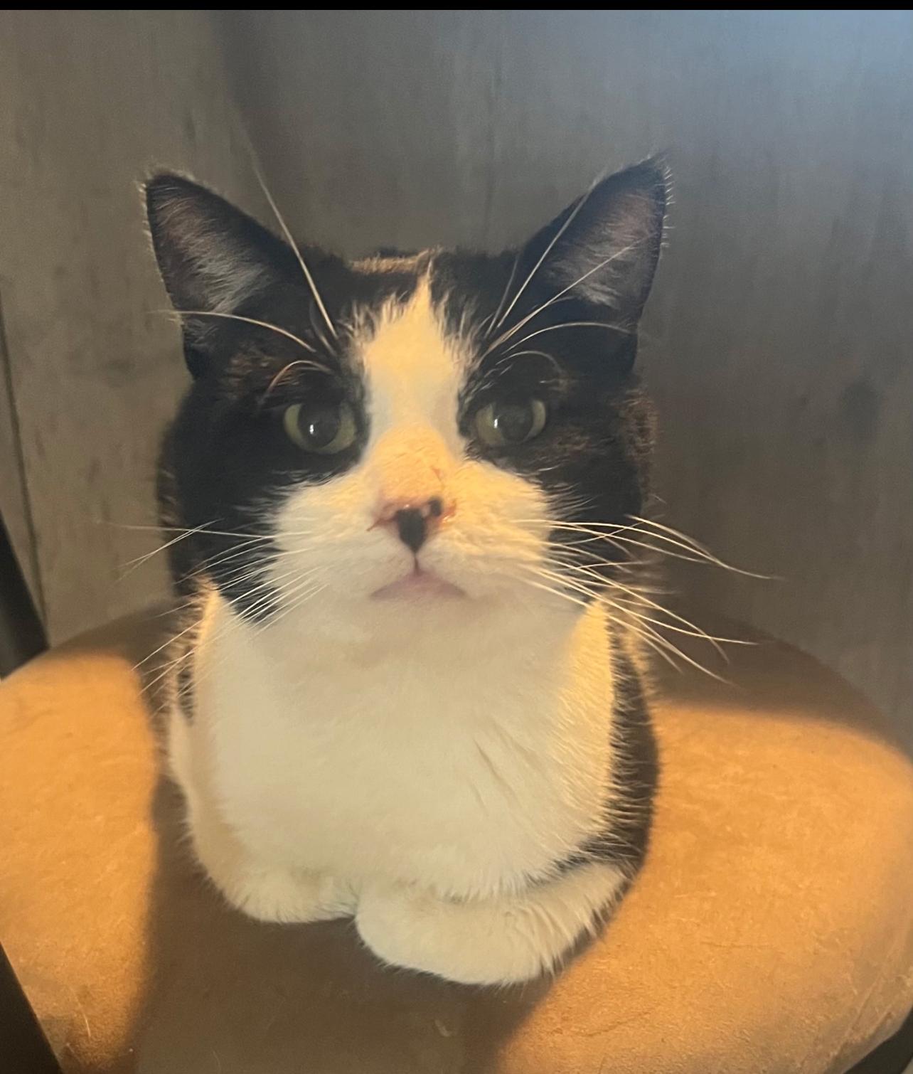 Enlarge Oreo, a ADOPTABLE Domestic Short Hair in North Vernon, IN image 2/4