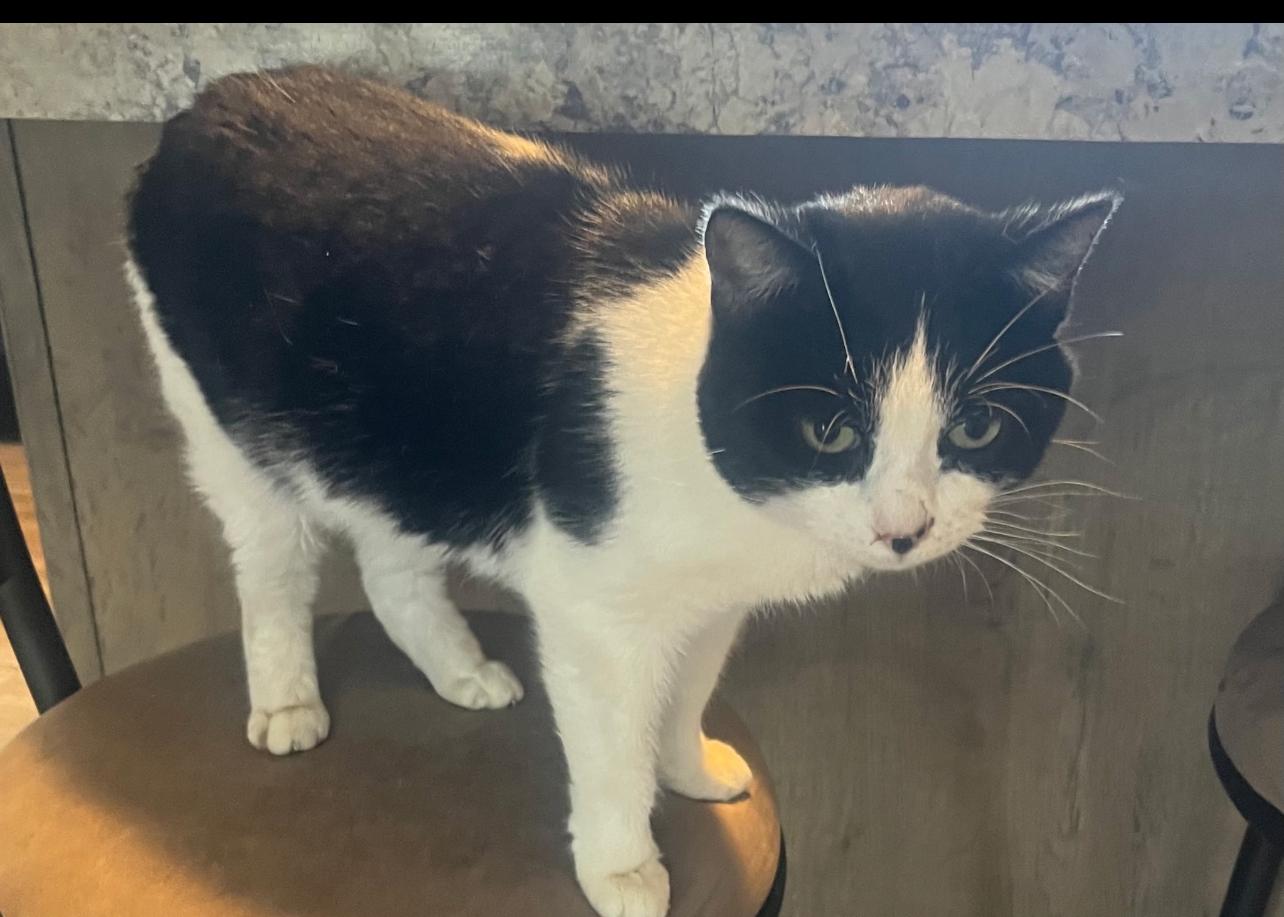 Enlarge Oreo, a ADOPTABLE Domestic Short Hair in North Vernon, IN image 3/4