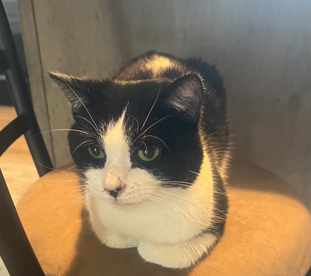 Enlarge Oreo, a ADOPTABLE Domestic Short Hair in North Vernon, IN image 4/4
