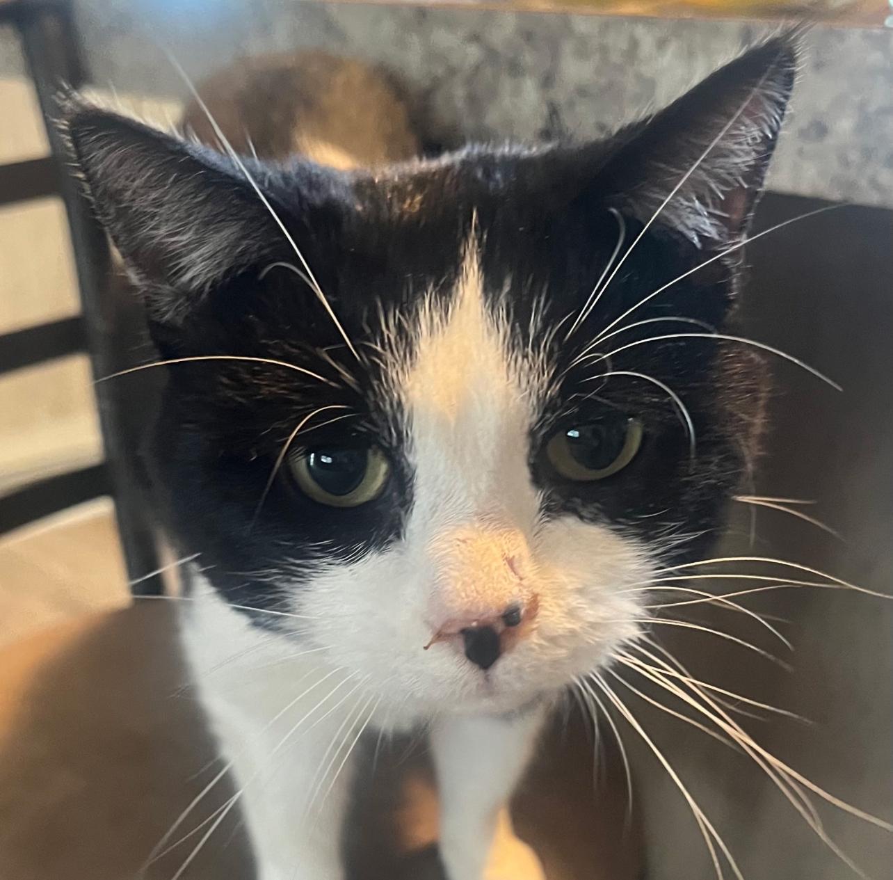 Enlarge Oreo, a ADOPTABLE Domestic Short Hair in North Vernon, IN image 1/4