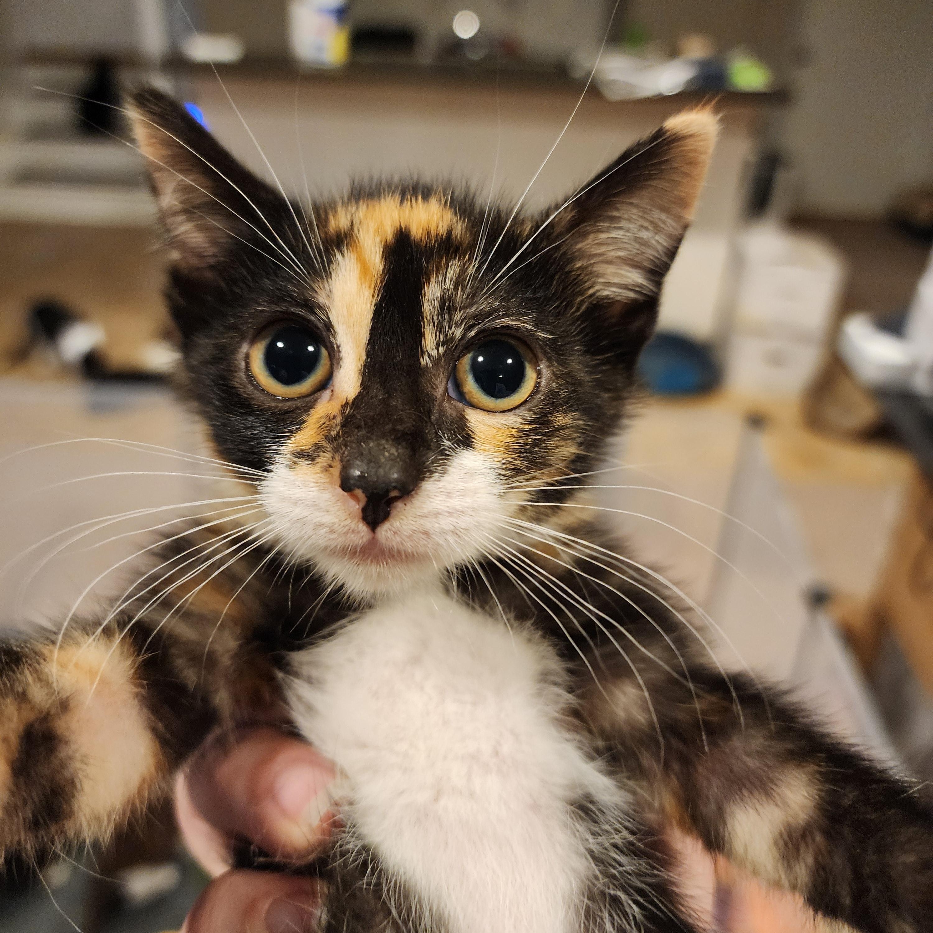 Monica and Phoebe, Adoptable, Young Female Domestic Short Hair.