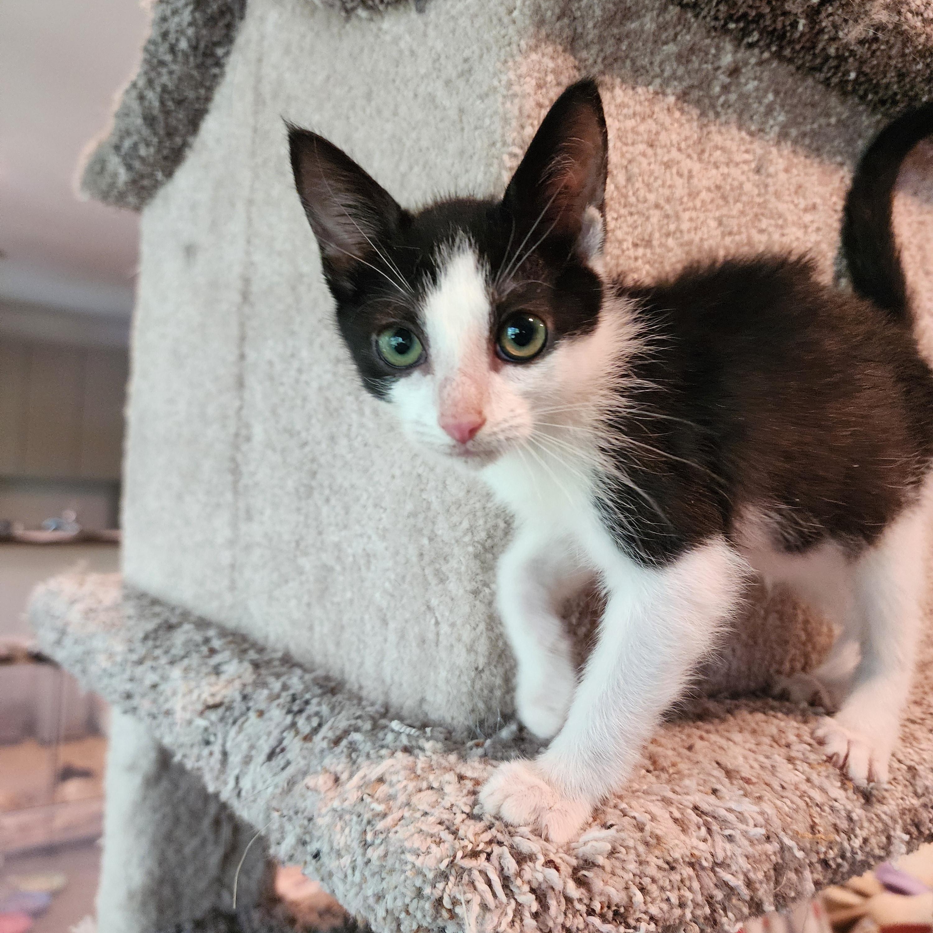 Enlarge Monica and Phoebe, a Adoptable Domestic Short Hair in Smyrna, GA image 2/2