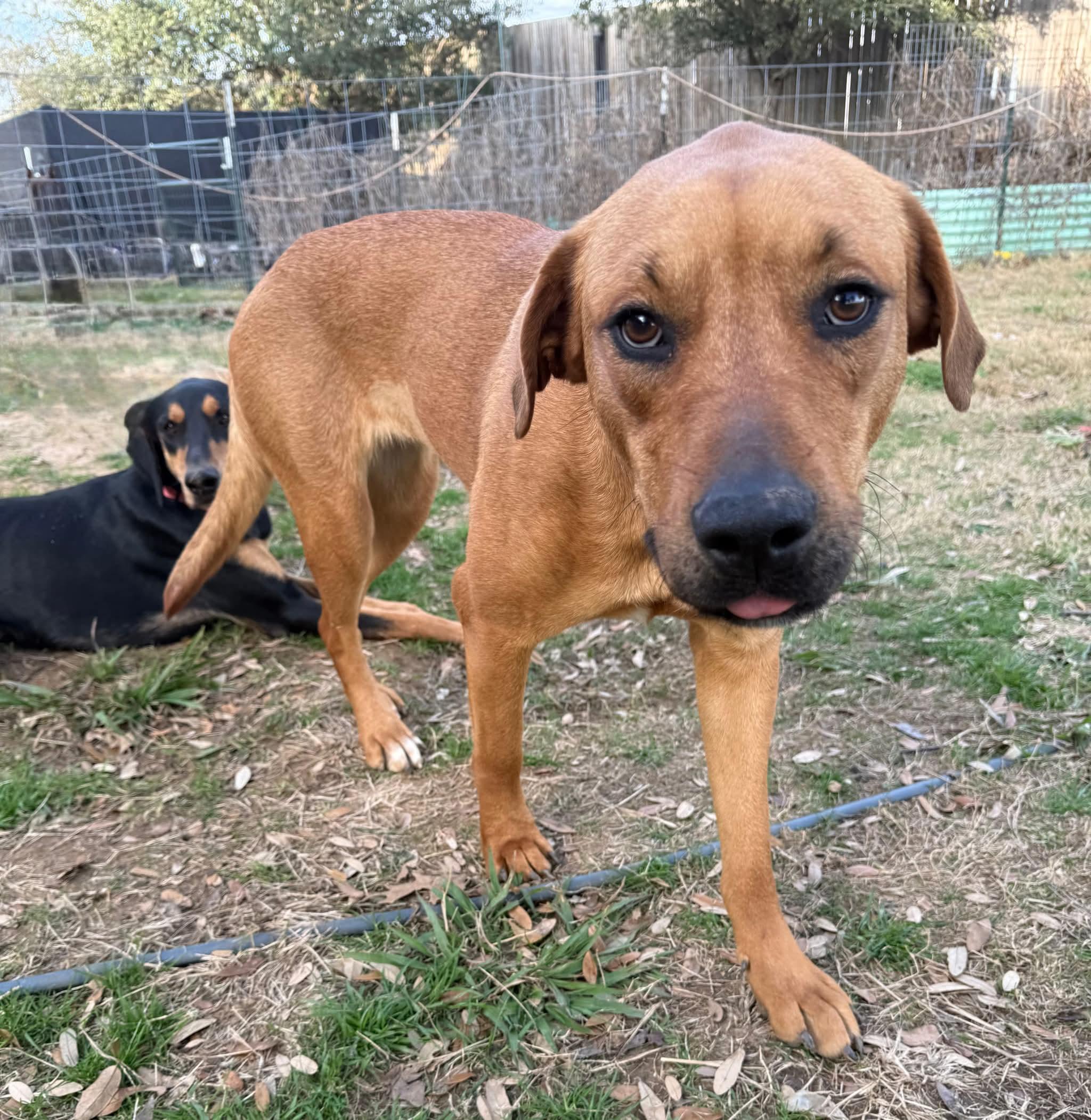 Enlarge Taffy, a Adoptable mixed breed in Declo, ID image 1/6