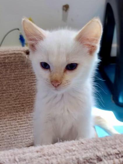 Buster - COMING SOON, an adopted Domestic Medium Hair in Prescott, AZ image 2/3