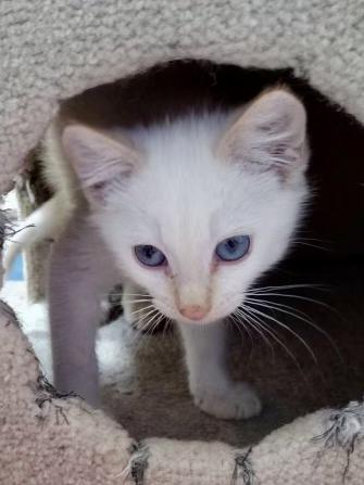 Buster - COMING SOON, an adopted Domestic Medium Hair in Prescott, AZ image 3/3