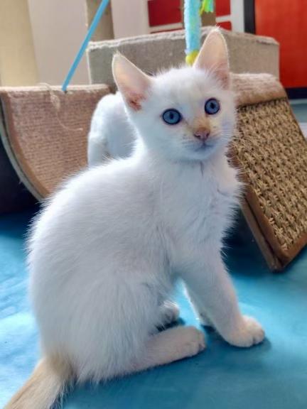 Buster - COMING SOON, adopted, Kitten Male Domestic Medium Hair.
