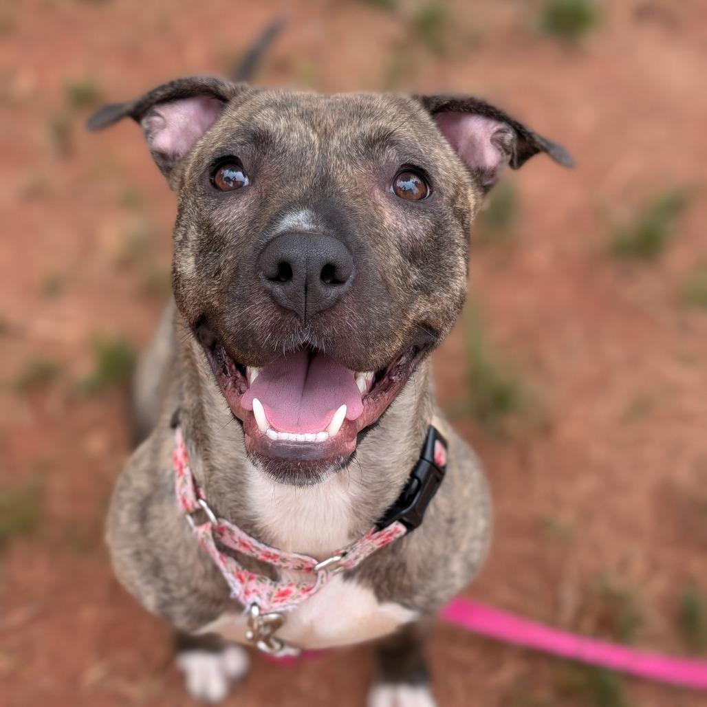 Enlarge Sasha, a Adoptable mixed breed in Lenoir, NC image 1/6