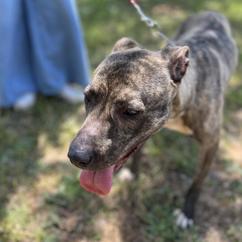 Enlarge Sasha, a Adoptable mixed breed in Lenoir, NC image 3/6