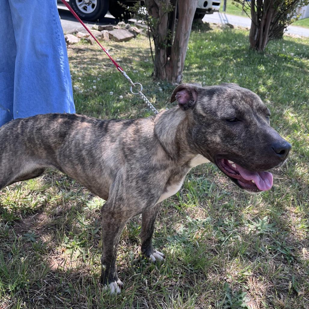 Enlarge Sasha, a Adoptable mixed breed in Lenoir, NC image 2/6