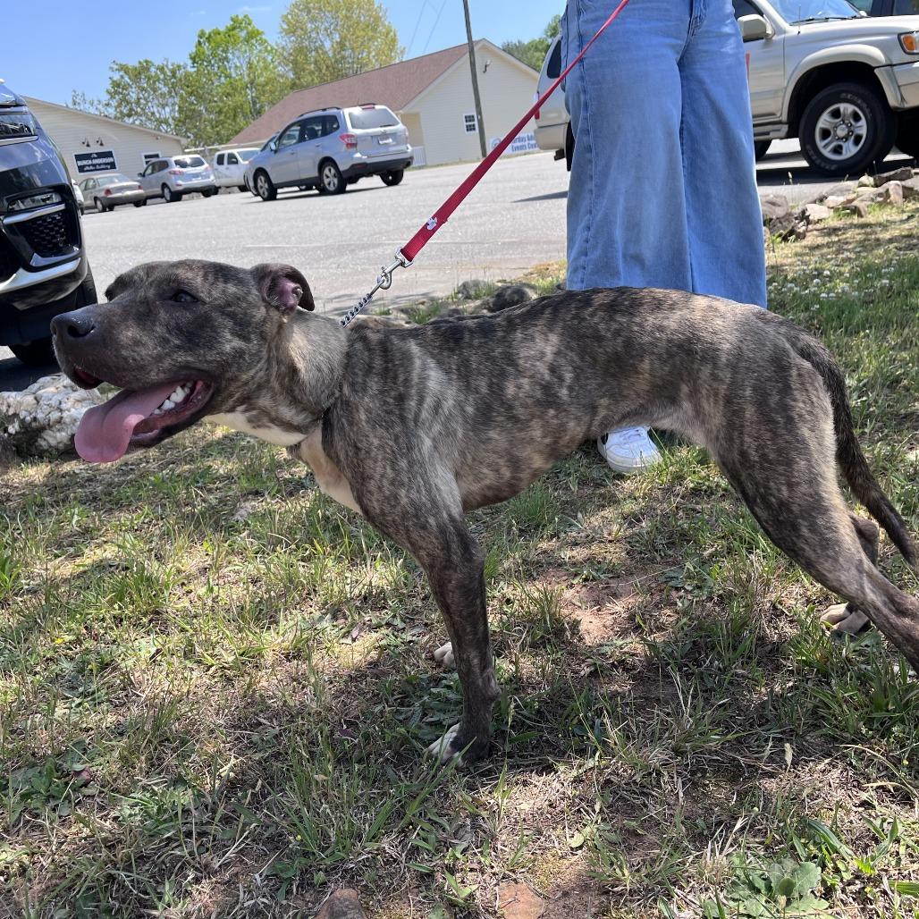 Enlarge Sasha, a Adoptable mixed breed in Lenoir, NC image 4/6
