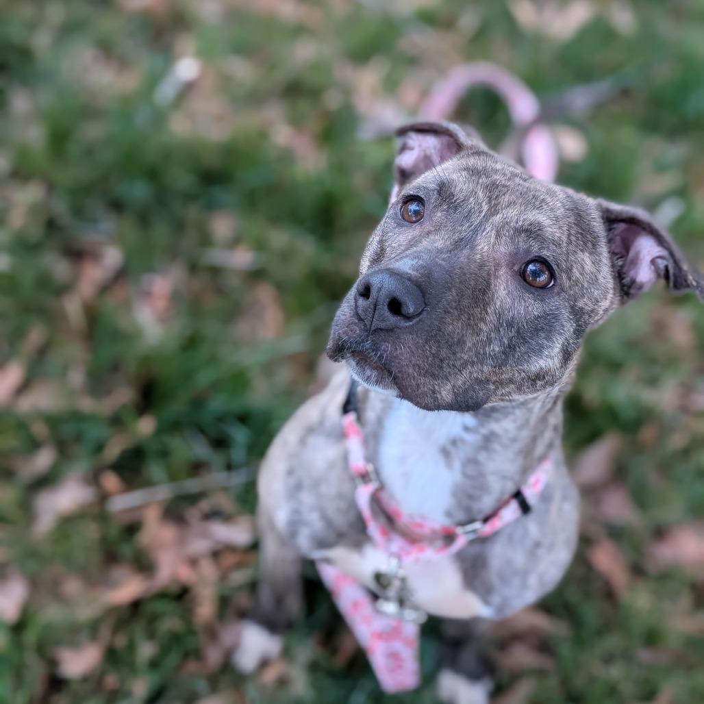 Enlarge Sasha, a Adoptable mixed breed in Lenoir, NC image 1/6