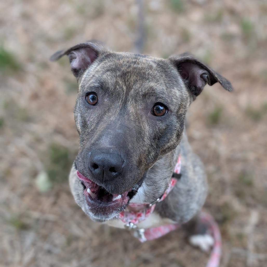 Enlarge Sasha, a Adoptable mixed breed in Lenoir, NC image 6/6