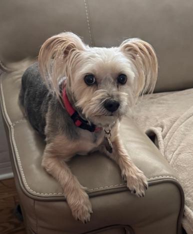 Enlarge Lily and Ziggy, a Adoptable Silky Terrier in Palm Harbor, FL image 4/6