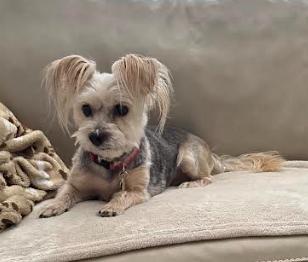 Enlarge Lily and Ziggy, a Adoptable Silky Terrier in Palm Harbor, FL image 6/6