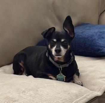 Enlarge Lily and Ziggy, a Adoptable Silky Terrier in Palm Harbor, FL image 5/6