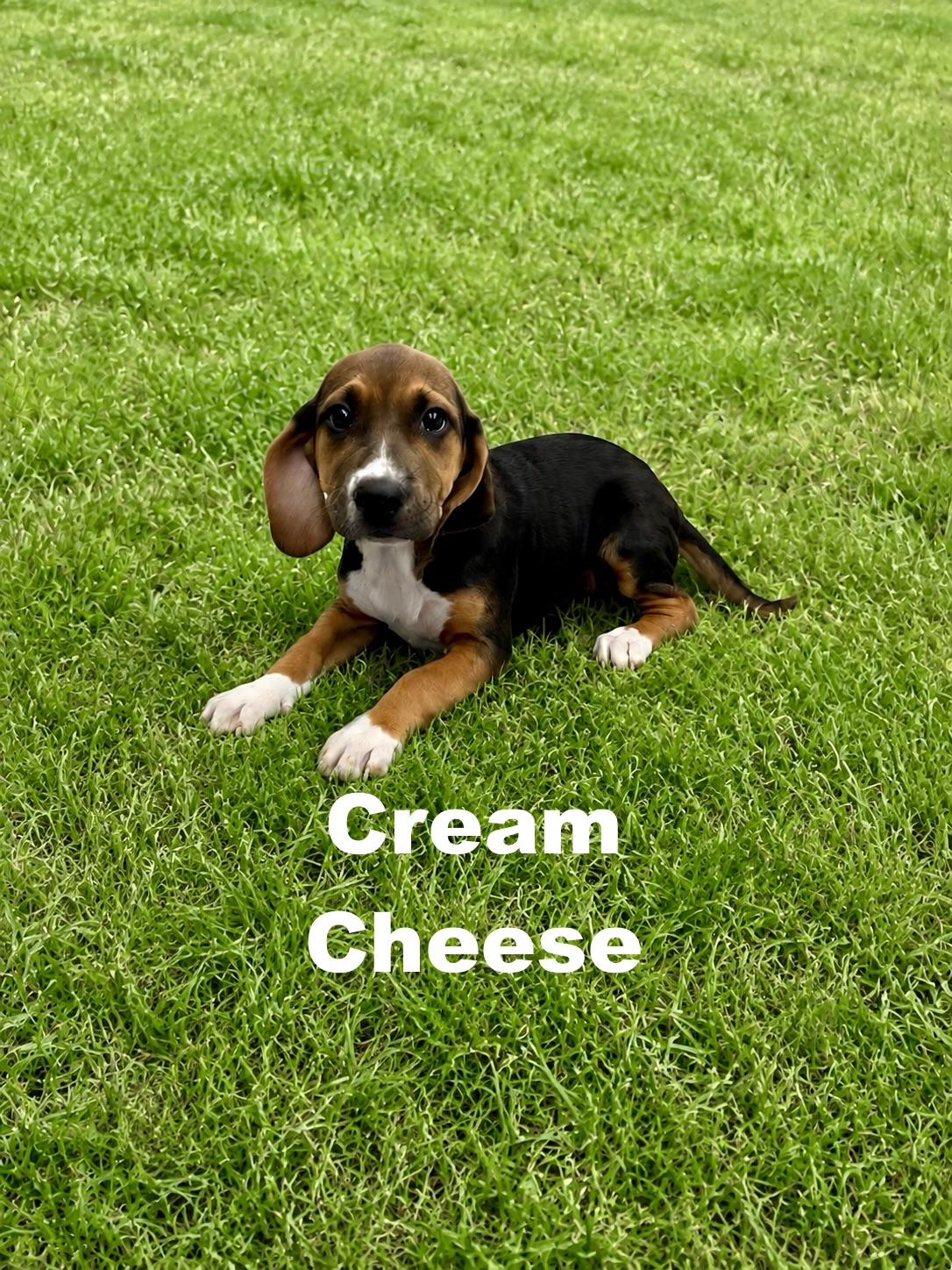 Cream Cheese, Adoptable, Puppy Female Beagle.